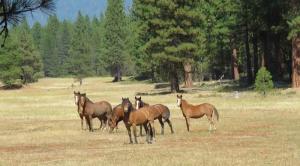 A family of wild horses living naturally in a forest wilderness, protecting the forest from catastrophic wildfire by symbiotically reducing ground fuels