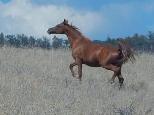 A wild mare shows her beauty
