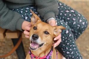 Grey Muzzle grants help at-risk senior dogs like Cammy, pictured here, stay in good homes and out of shelters.