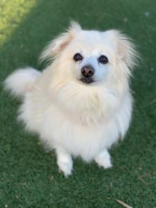 By covering the cost of veterinary care, Grey Muzzle enables senior dogs like Roxy, who might otherwise not be adopted, to spend the rest of their lives in forever homes.