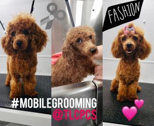 image of dog during mobile grooming process at TLC Pet Care Services