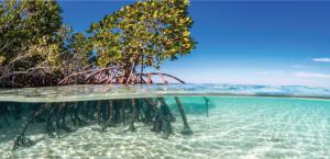 beautiful mangrove photo
