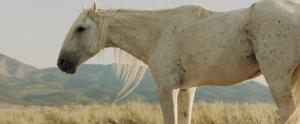 'Old Man,' the most famous Onaqui horse on the range