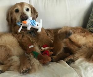 A golden retriever lying on the couch with a dog toy in her mouth.