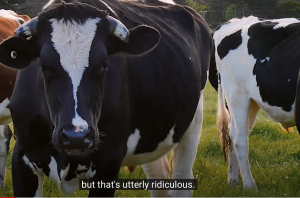 A cow saying it is "udderly" ridiculous that they are responsible for greenhouse gases