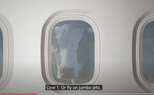 A cow looks out the window of an airliner.
