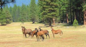 A family of wild horses symbiotically grazed-in a fire break in an ancient forest, protecting the forest and wildlife living there