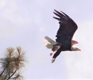 Bald Eagle seen fishing at Copco Lake - Siskiyou County, CA