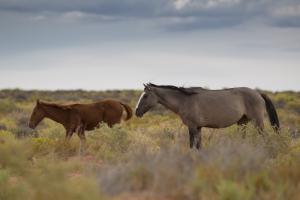 Photo Utah wild horses