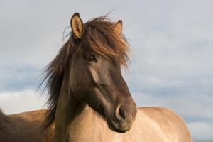 Photo Utah Wild Horses
