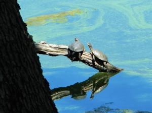 A pair of threatened Western Pond Turtles at Copco Lake. Just one of many threatened and endangered species of flora and fauna