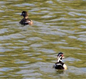 A pair of beautiful Wood Ducks at Copco Lake. Copco and Iron Gate lakes provide critical habitats for a myriad of flora and fauna, including migratory and resident birds. Photo: M. Gough