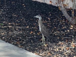 Road Runner Formally Welcomes Magicians to Texas