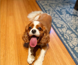 Spencer Irby, Dog Protection Lobbyist Extraordinaire | Photo by Marty Irby