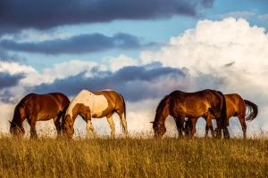Wild horse photo