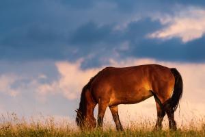 Wild horse photo