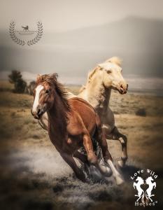 Keep Wild Horses Free they are the spirit of freedom and gift humanity back the preservation of our wild places.