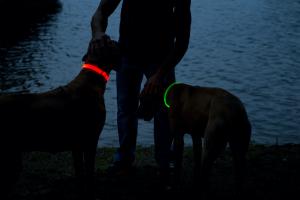 Two Rhodesian Ridgeback dogs wear the Mighty Paw Safety LED Dog Collar & Necklace at night.