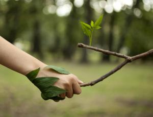 Human Handshake With Nature