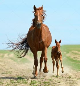 Photo of mare and foal