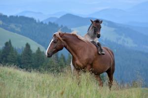 Photo Mom and foal