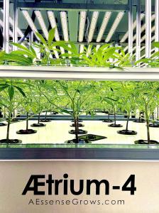 FarmaGrowers Medical Quality AEtrium-4 Cannabis