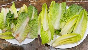 Romaine Lettuce treated with eatFresh-FC on right