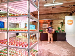Organic Garden