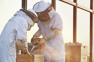 Two beekeepers inspecting a beehive on an urban highrise rooftop