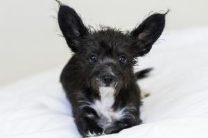 A scruffy black and white dog with large ears and large eyes stares into the camera.