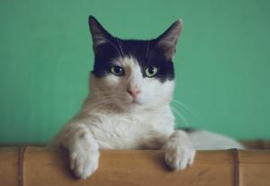 Photo of a black and white cat perched on a wood box with a green background