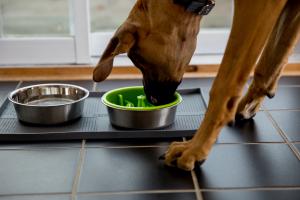 Big Rhodesian Ridgeback dog eats out of Mighty Paw's Slow Feed Insert that sits in a Stainless Steel Dog Bowl, both of which are lined with the Mighty Paw silicone Splash Mat