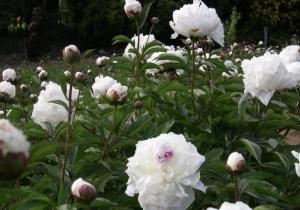 Paeonia Anti-Inflammation Support - Linden Botanicals