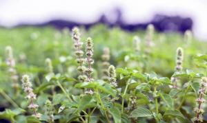 Ocimum sanctum - Tulsi - Holy Basil fields - extract sold by Linden Botanicals