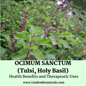 Tulsi Health Benefits (Ocimum sanctum - Holy Basil) - Linden Botanicals