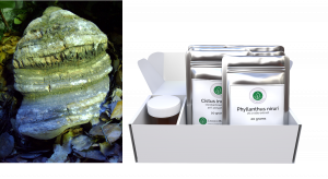 Laricifomes officinalis (Agarikon Mushroom) is one of six extracts in ShieldsUp Immune Support Kits