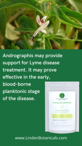 Andrographis paniculata Extract for Lyme Disease Support - sold by Linden Botanicals