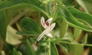 Andrographis paniculata Extract sold by Linden Botanicals