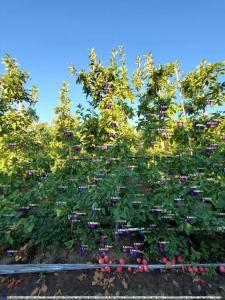 Apple trees with AI-detected fruit marked by bounding boxes.