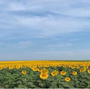Sunflower fields at local farms
