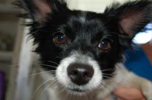 Dogs, Puppies, CDC, Congress, Animals, Dog Meat Trade, Animal Cruelty, Military Heroes, Diplomats