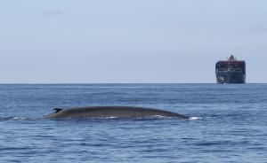 Large ship on the ocean with a whale surfacing in front of it