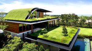 Green Roof Growth