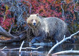 Grizzly Stroll Jigsaw Puzzle