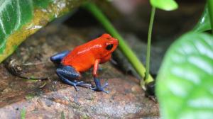 Poison Dart Frogs