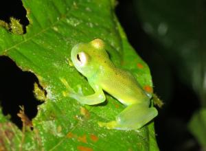 Glass Frogs