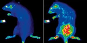 Optical Imaging Market