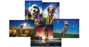 array of cards with photos of dogs outside