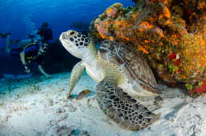 Jean-Pierre Ayala Scholarship For Marine Biology