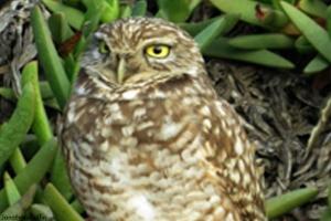 Ballona Burrowing Owl - Photo by Jonathan Coffin